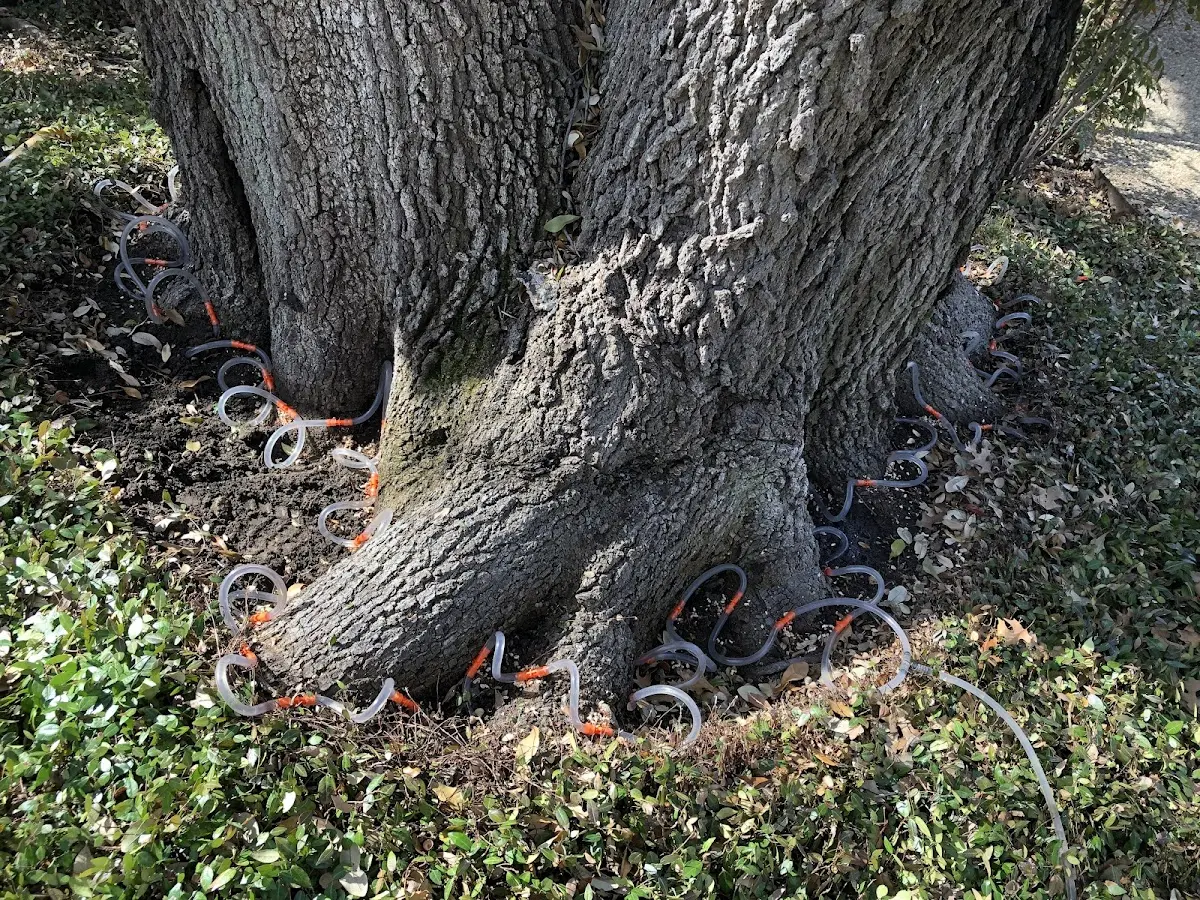 Detailed Tree Cabling and Bracing job site in Sioux Rapids